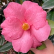 Sarasa [Sawada] Pink